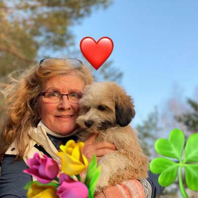 Hundefriseur Ariana - Hundesalon - Haarschnitt & Pflege in Wittenberg  – Dogorama