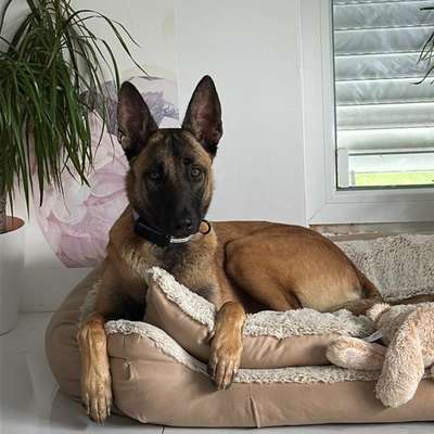 Hundetreffen-Suche Spielpartner für meine 10 Monate alte Malinois Hündin :)-Bild