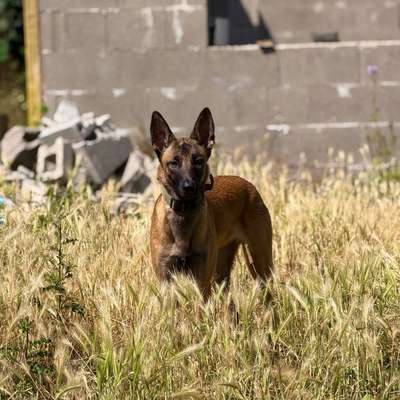 Hundetreffen-Kontrollierter Hunde Kontakt Gesucht.-Bild