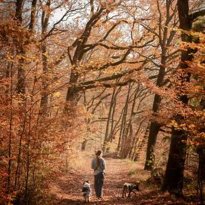 Hundetreffen-Trainings-Treff und Sozial-Walk-Bild