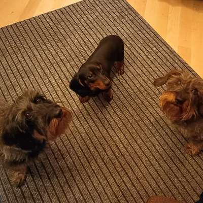 Susanne's Profilbild