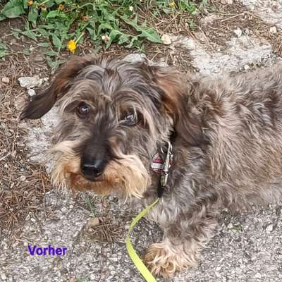 aktuelles Foto Gruppe Dackel