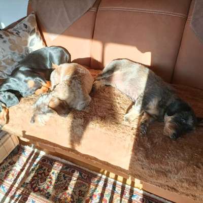 aktuelles Foto Gruppe Dackel