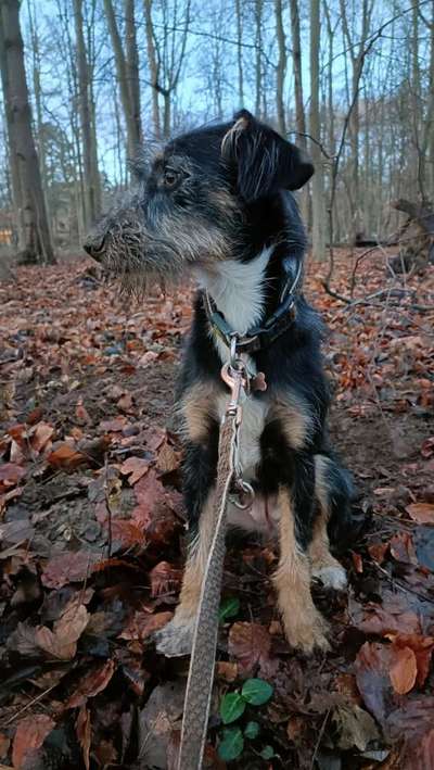 Hundeauslaufgebiet-Innerer Grüngürtel/Herkulesberg-Bild