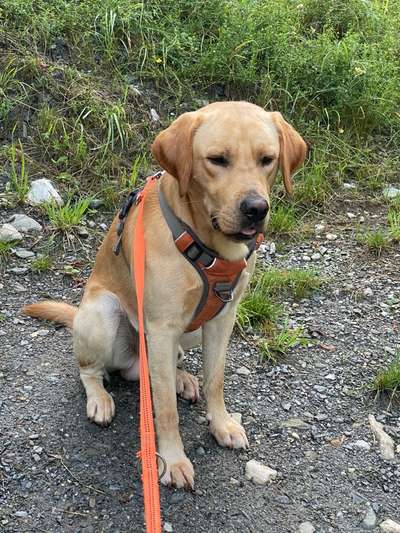 Labradorfans-Beitrag-Bild