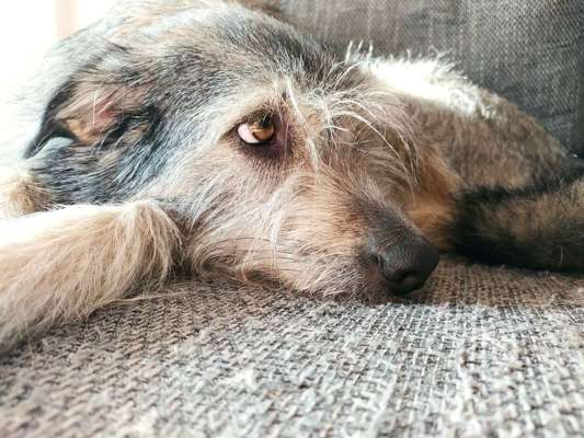 Auslandstierschutz-Beitrag-Bild