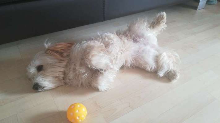 Malteser-Beitrag-Bild