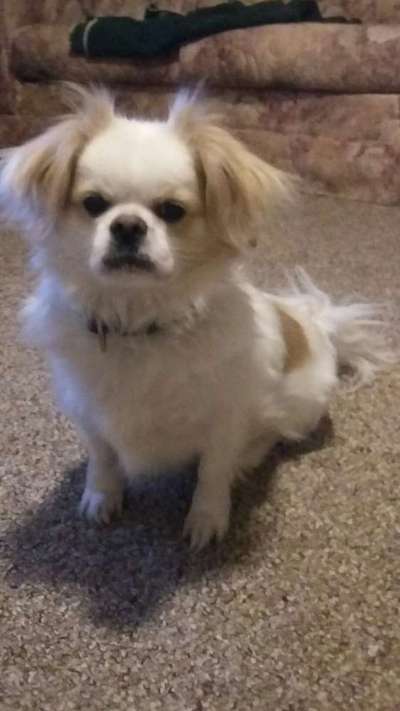 Pekinese/Pekingese-Beitrag-Bild