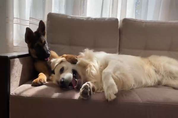 Hundemodel-Beitrag-Bild