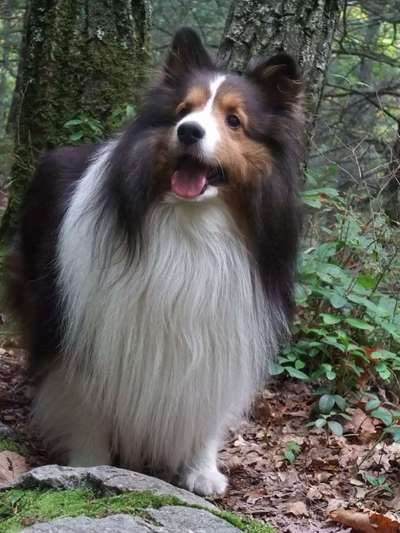 Shelties-Beitrag-Bild