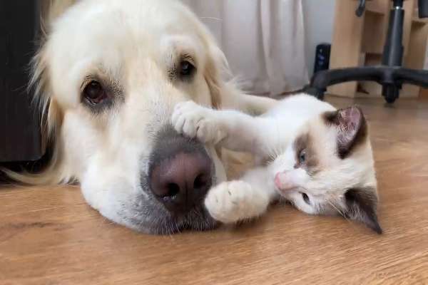 Hund und Katz Momente-Beitrag-Bild