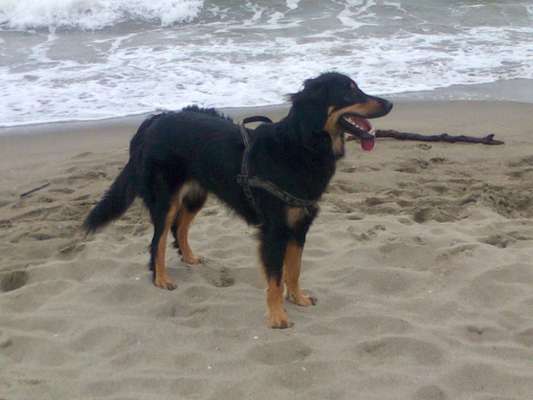 Hovawart-Beitrag-Bild