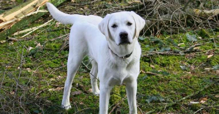 Labradorfans-Beitrag-Bild