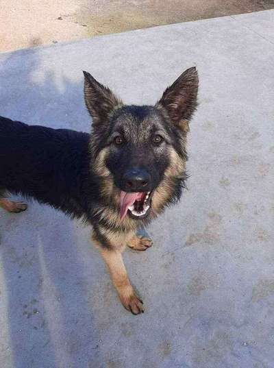 Schäferhund-Beitrag-Bild