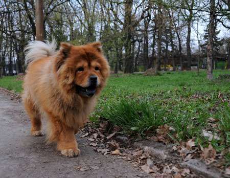 Seltene Rassen!-Beitrag-Bild