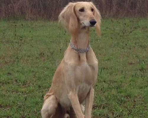 Windhunde - Treffen der besonderen Schönheiten
HERZLICH WILLKOMMEN-Beitrag-Bild