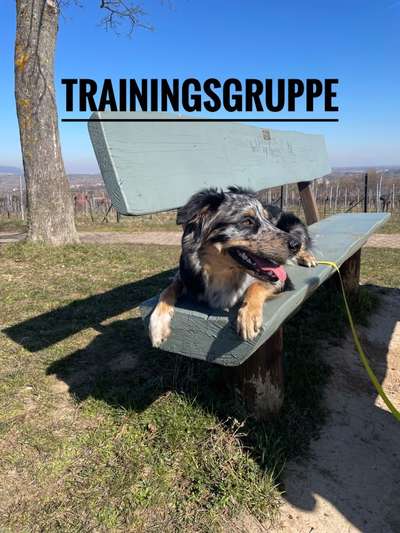 Hundetreffen-Trainingspartner/-gruppe-Bild
