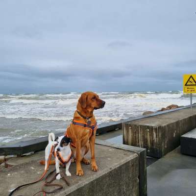 Rhodesian Ridgeback-Beitrag-Bild