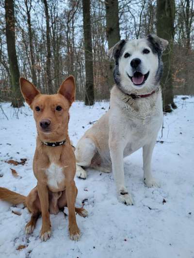 Mischlinge raten - Rätselspaß-Beitrag-Bild