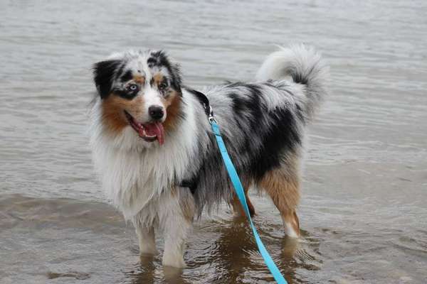 Australian Shepherd Freunde/innen-Beitrag-Bild