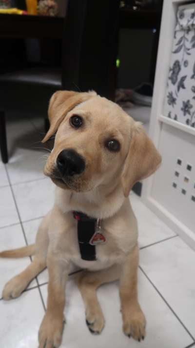 Labradorfans-Beitrag-Bild