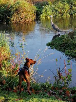 Hundeauslaufgebiet-Naherholungsgebiet Kraichbach Hockenheim-Bild