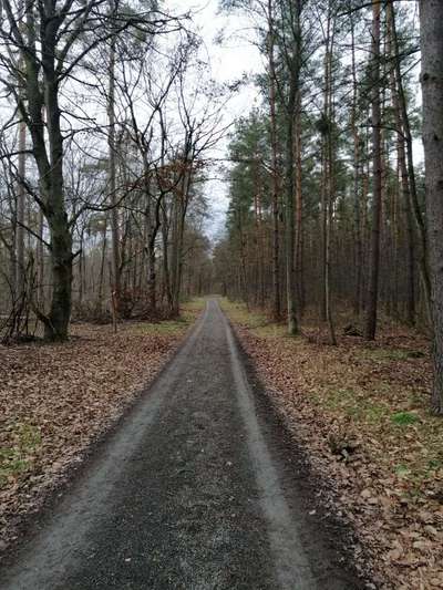 Hundeauslaufgebiet-"Reilinger Eck" Hardtwald-Bild