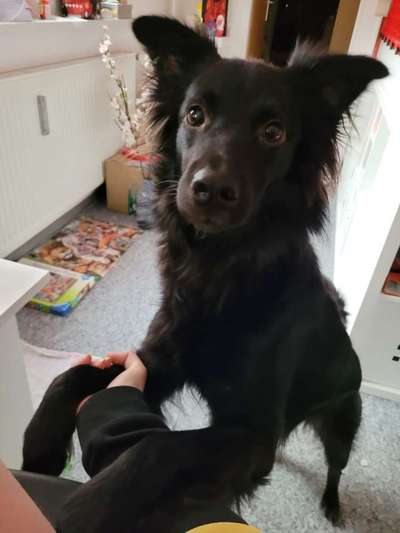 Mischlingshunde Foto Aufruf-Beitrag-Bild