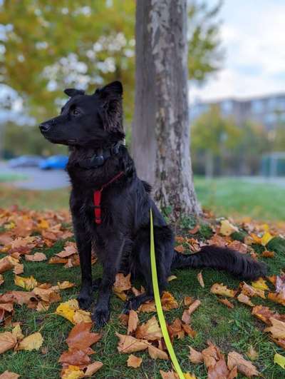 TierschutzhundeStammtisch🐕-Beitrag-Bild