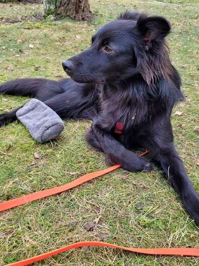 Mischlinge aus nicht so bekannten Rassen.-Beitrag-Bild