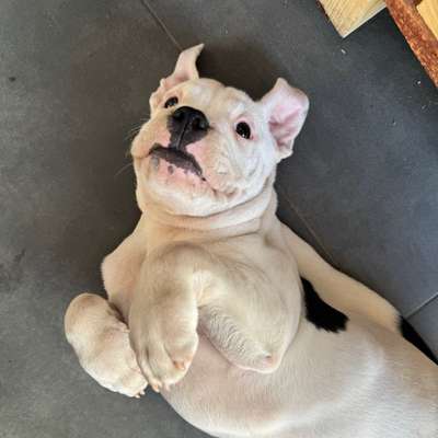 Hundetreffen-Welpentreffen Zülpich-Bild