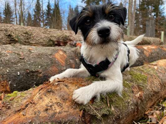 Dogorama Photo Challenge - Mein Holz und ich-Beitrag-Bild