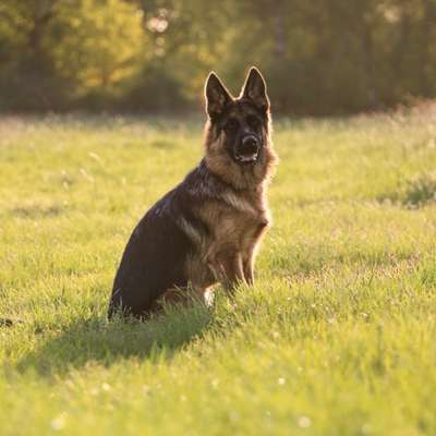 Hundetreffen-Spielfreunde/Trainingspartner/Gemeinsame Spaziergänge-Bild