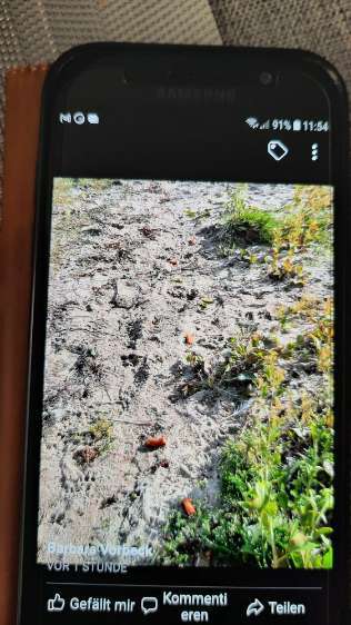 Giftköder-Evtl. Giftköder-Bild