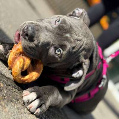 Hundetreffen-Welpentreffen-Bild