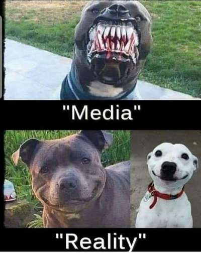 Hunde Memes-Beitrag-Bild