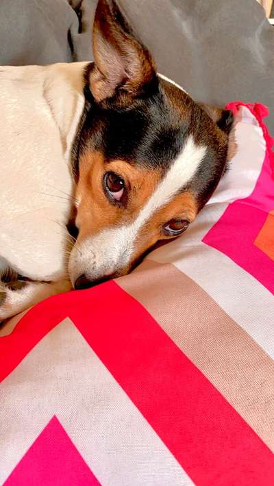 Wo sind die Jack und Parson Russell Terrier?-Beitrag-Bild