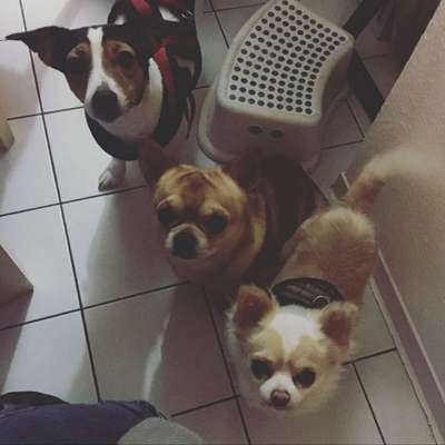 Mehrere Hunde zuhause !-Beitrag-Bild