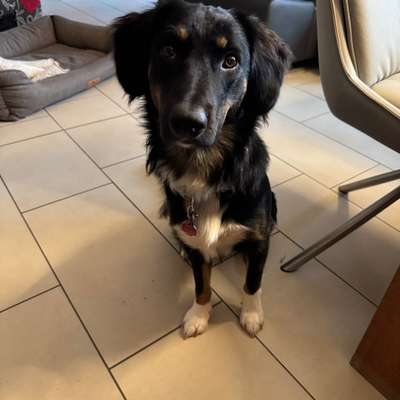 Hundetreffen-Junghunde Spaziergänge-Bild