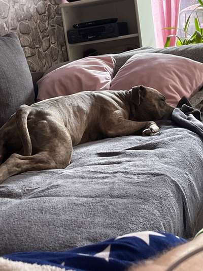 Welchen Hund hast du?-Beitrag-Bild