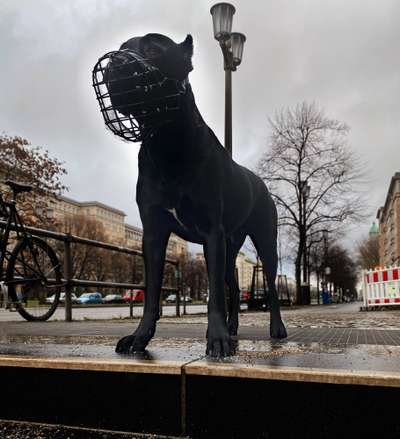 Hunderunde-Beitrag-Bild