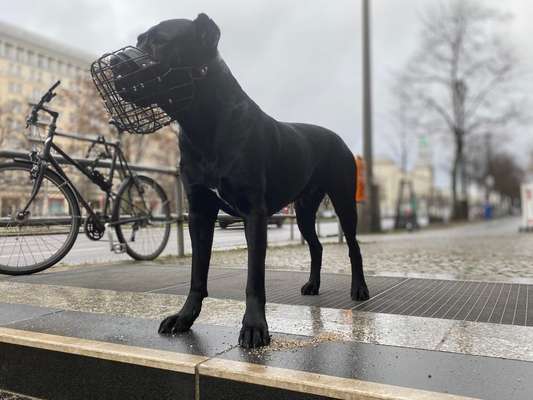 Hunderunde-Beitrag-Bild