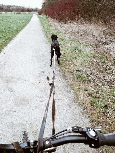 Bikejöring-Beitrag-Bild
