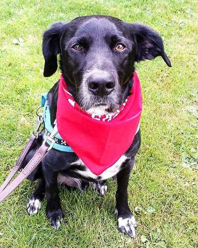 Tierschutzhund ist meine Lieblingsrasse-Beitrag-Bild