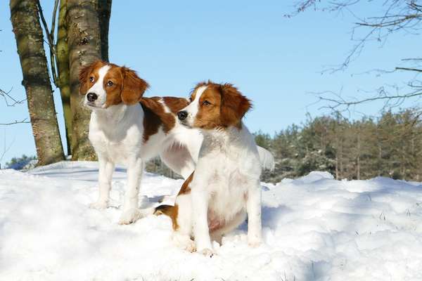 Zeigt die schönsten Schneebilder von eurer Fellnase ❄️-Beitrag-Bild