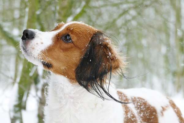 Kooikerhondje-Beitrag-Bild