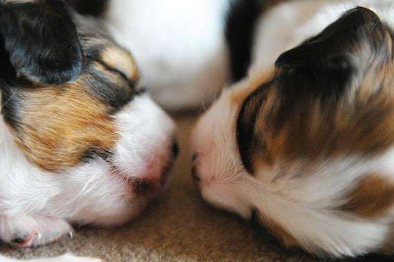 Welpen Bilder !-Beitrag-Bild