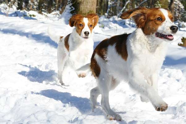Zeigt die schönsten Schneebilder von eurer Fellnase ❄️-Beitrag-Bild