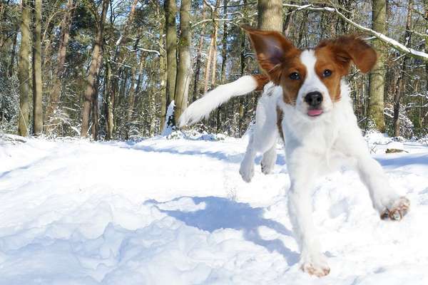 Zeigt die schönsten Schneebilder von eurer Fellnase ❄️-Beitrag-Bild