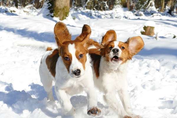 Zeigt die schönsten Schneebilder von eurer Fellnase ❄️-Beitrag-Bild